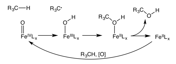 Hydroxylation
