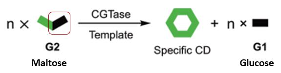 CGTase catalyzes the cleavage of specific units in maltose (G2) to build specific CDs, with glucose (G1) as a byproduct
