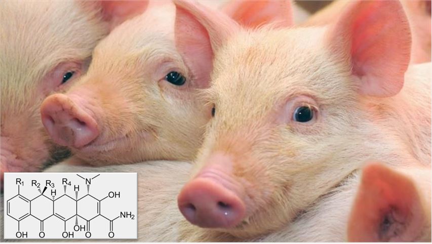 Tetracyclines Residue Testing Service