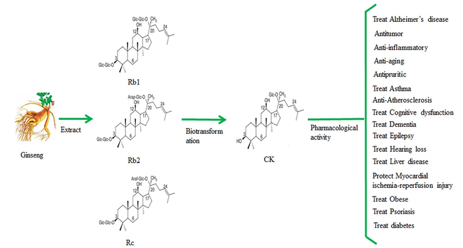 Transformation and pharmacological activity of Ginsenoside CK