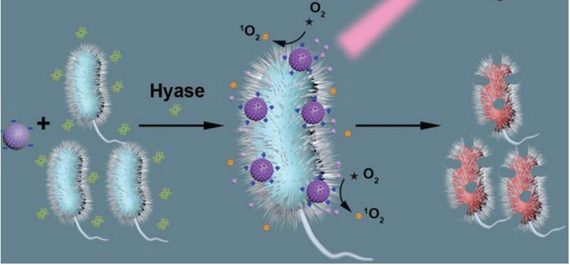 Silver ions-infused porphyrinic MOF nanozyme as broad-spectrum antibacterial agent to kill bacteria.