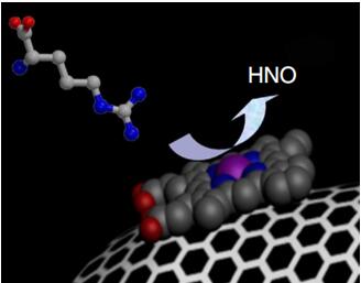 Graphene-haemin-glucose oxidase catalysts catalyzes the generation of HNO.