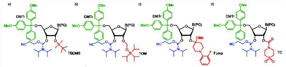 Fig.2 The most common ribonucleoside phosphoramidite building blocks for solid-phase RNA synthesis.