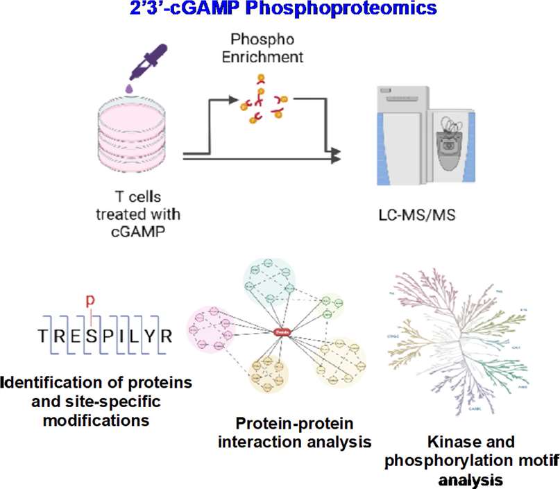 Proteomic and phosphoproteomic analyses of Jurkat T-cell treated with 2′3′ cGAMP reveals various signaling axes impacted by cyclic dinucleotides