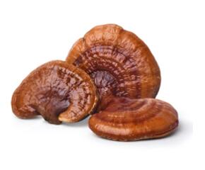 Reishi Mushroom Extract