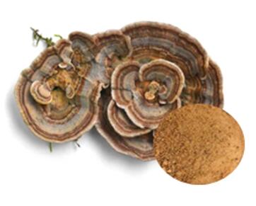 Turkey Tail Mushroom Extract