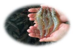 Aquaculture