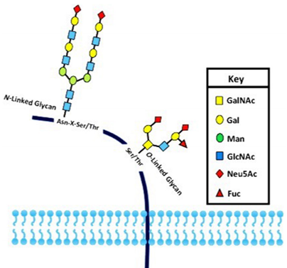 Glycosylation Profiling